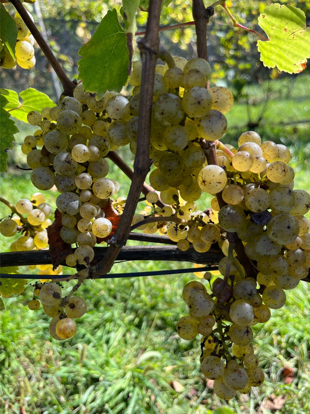 6 Linden Dreihart Winery Gallery